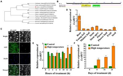 LsARF3 mediates thermally induced bolting through promoting the expression of LsCO in lettuce (Lactuca sativa L.)